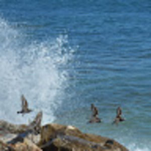 Meet your Posher, Ally